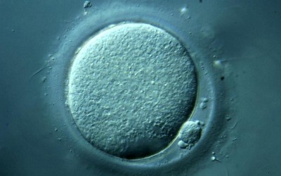 Revolucija u lečenju neplodnosti: Prvi embrioni od matičnih ćelija