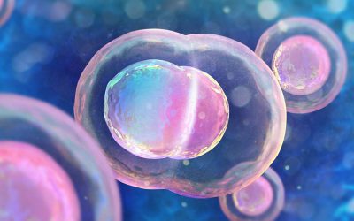 Umnožavanje matičnih ćelija pupčanika – korak napred u lečenju mnogih bolesti
